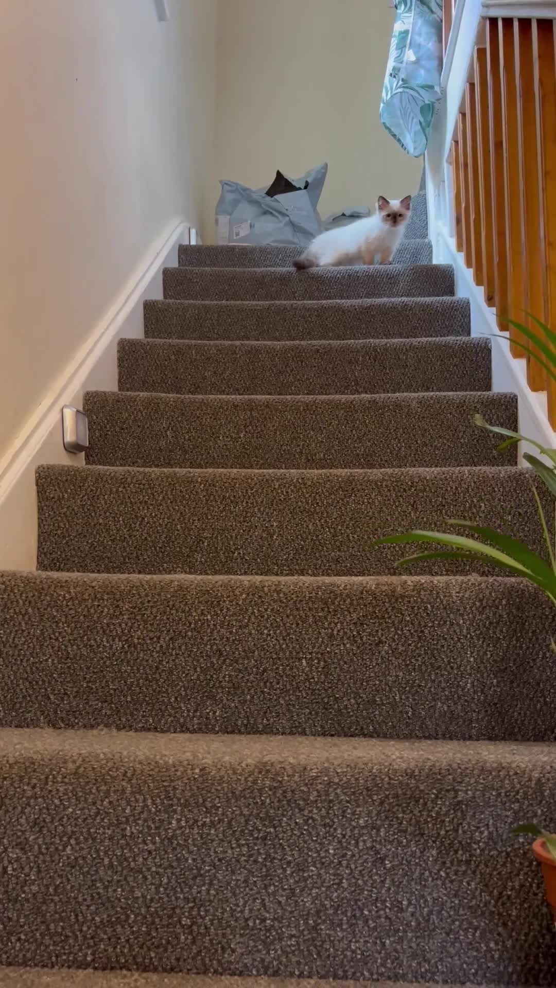 Ragdoll cats for sale: Beautiful pure breed Ragdoll kittens  - Video 2