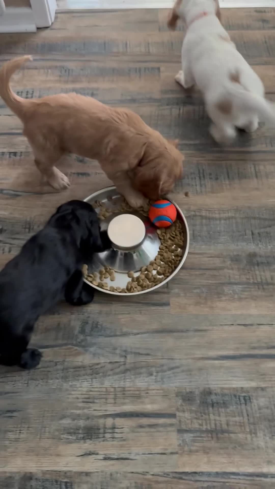 Cocker Spaniel dogs for sale: Beautiful Working Cocker Spaniel Puppies - Video 1