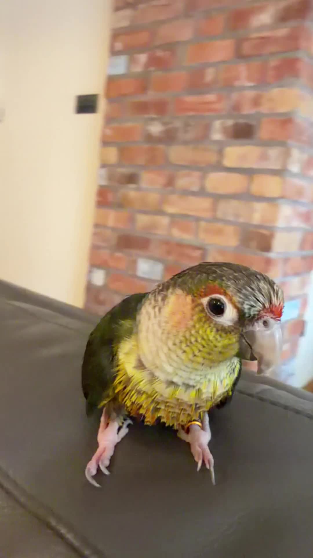 Conures birds for sale: Rocky in Nottingham - Video 1