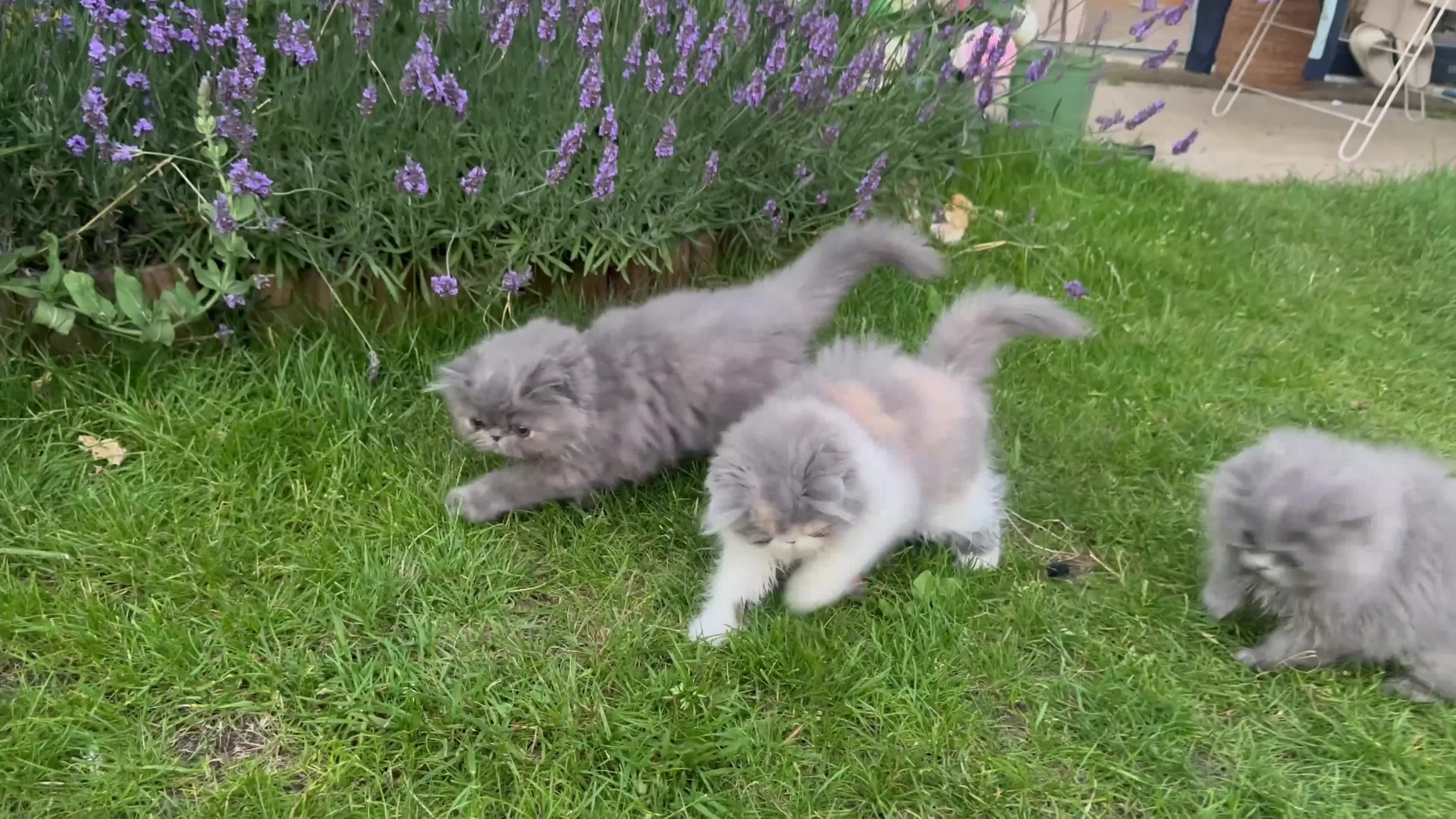 Persian cats for sale: 6th Generation pedigree Persian Kittens  - Video 1