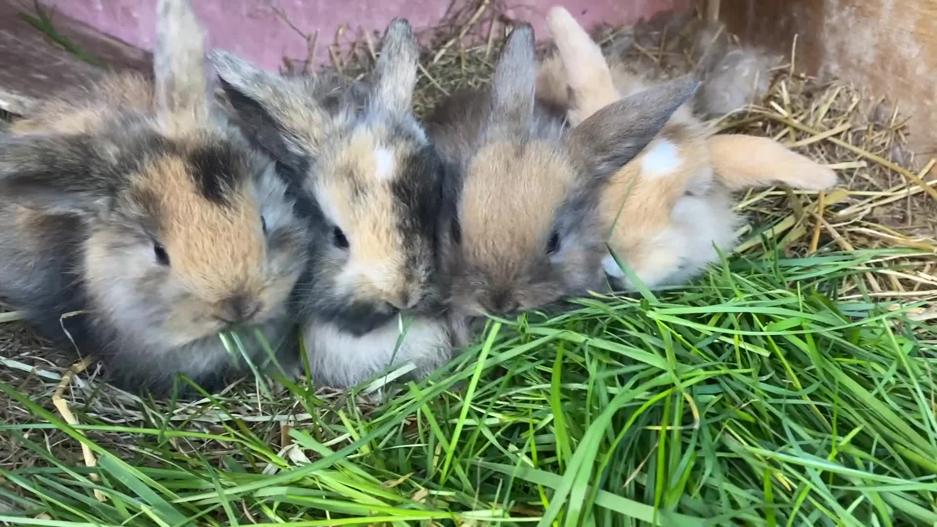 Mini Lop rabbits for sale: Beautiful baby mini lop rabbits - Video 1