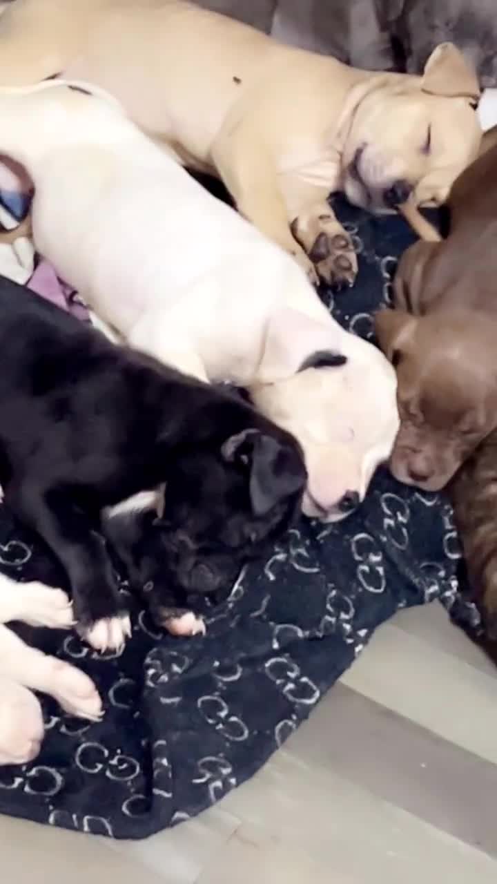 American Bull Staffy dogs for sale: 2 Female American bull x staff puppies left - Video 1
