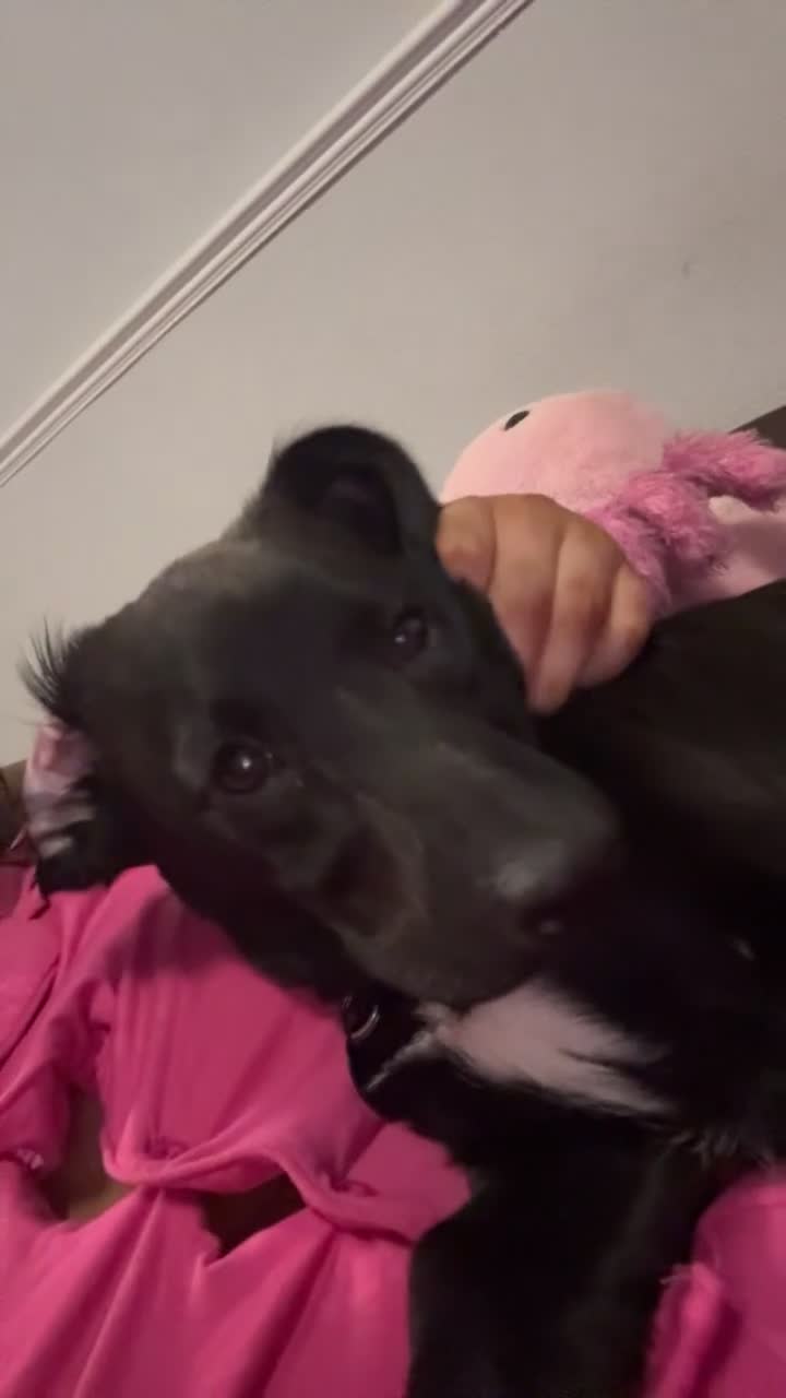 Mixed Breed dogs for sale: 7 Month old Corgipoo - Video 3