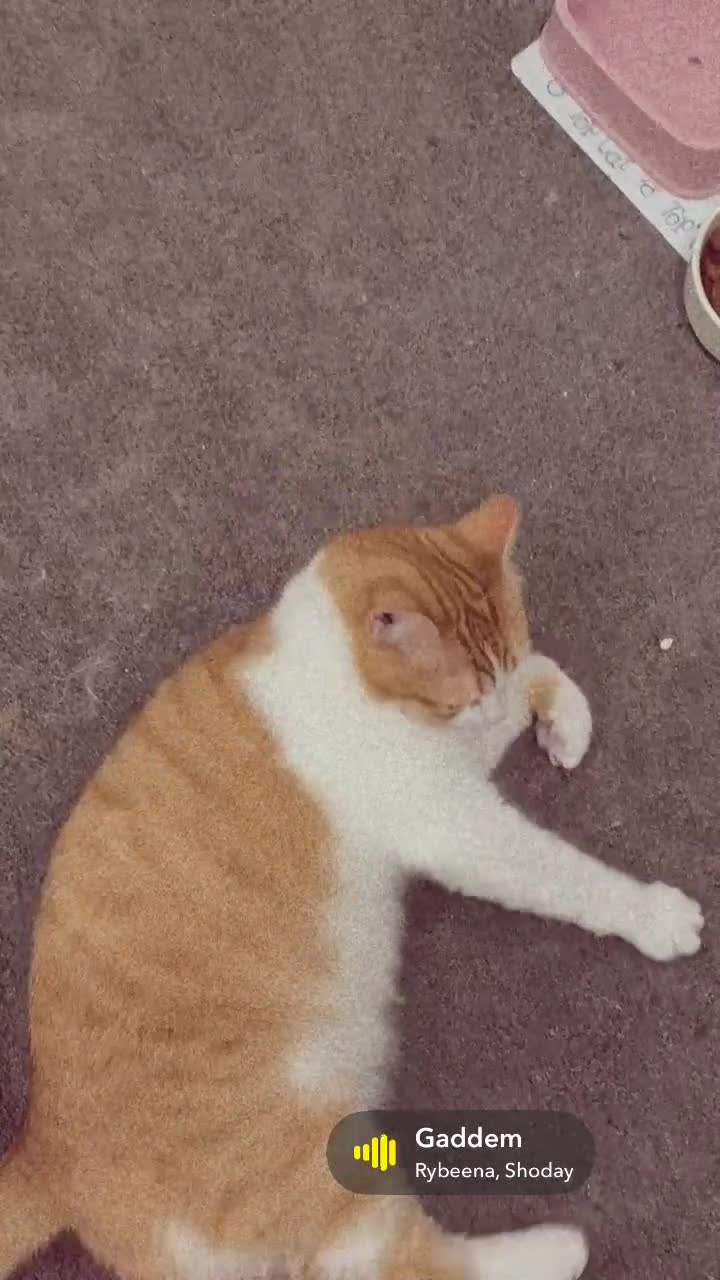 British Shorthair cats for sale: Lexi is ready to get a new home  - Video 1