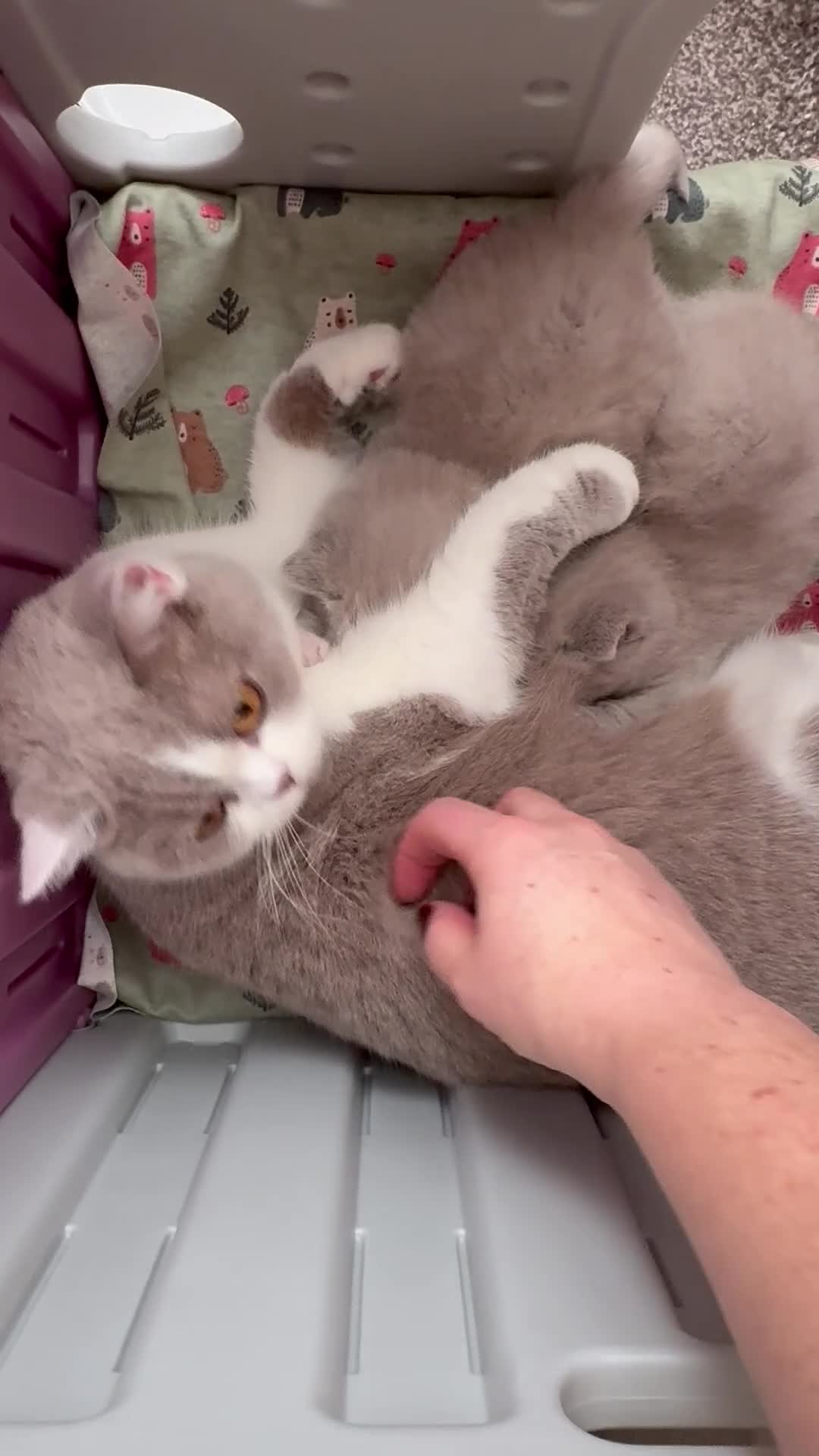 British Shorthair cats for sale: ✨ Gccf Champion Parents. Lilac bi colour male ✨ - Video 1