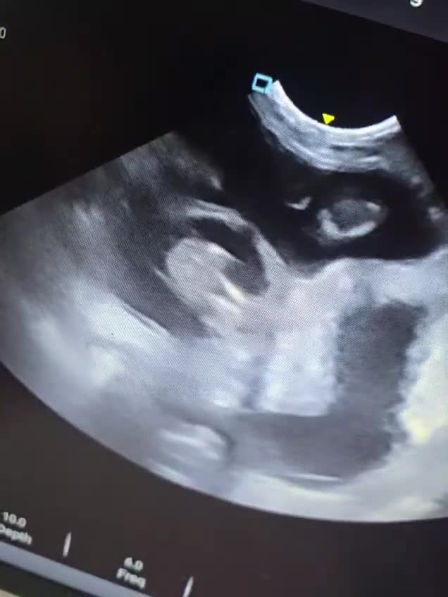 Labrador Retriever dogs for sale: Waiting list for February 24th fox red labs  - Video 1