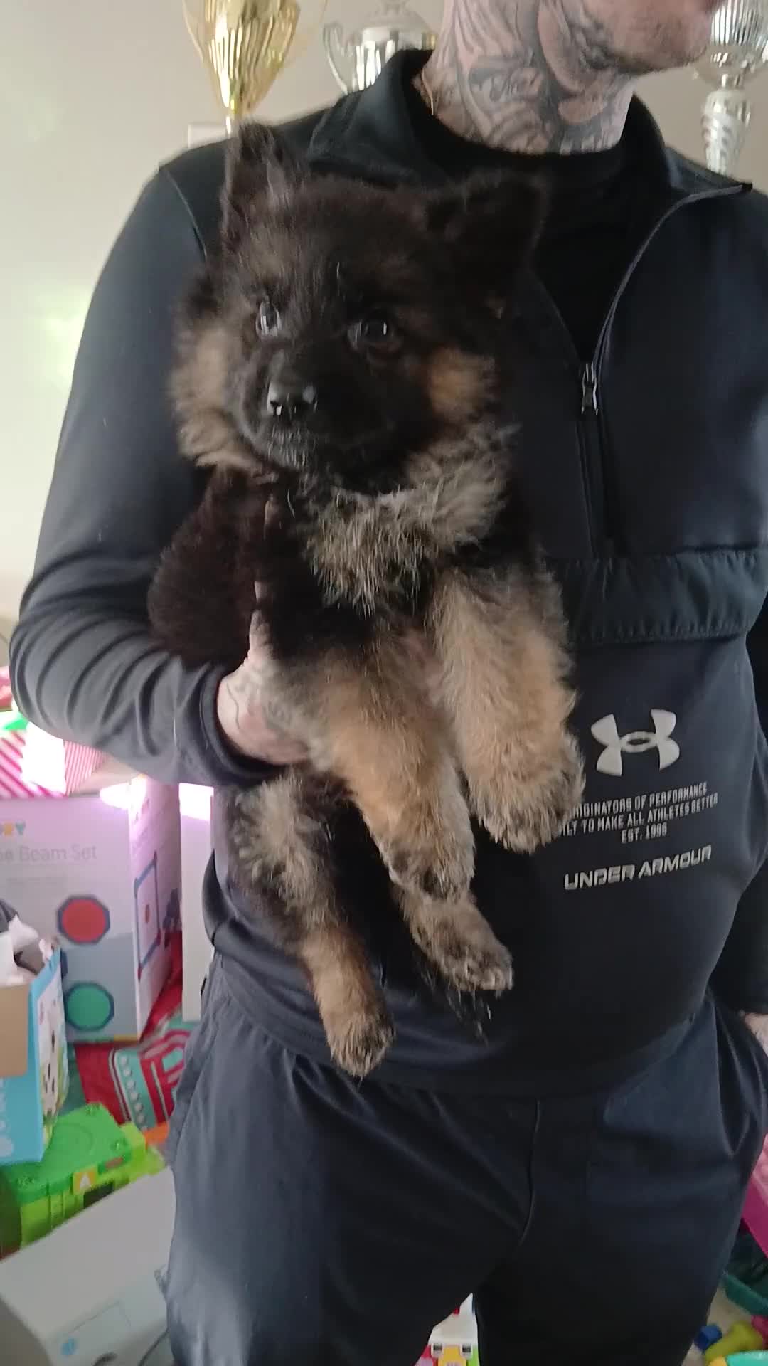 German Shepherd dogs for sale: OUTSTANDING long coat female puppy READY NOW - Video 1