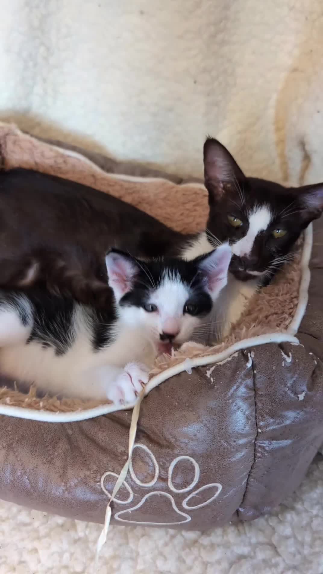 Oriental cats for sale: Orientals for sale  - Video 1