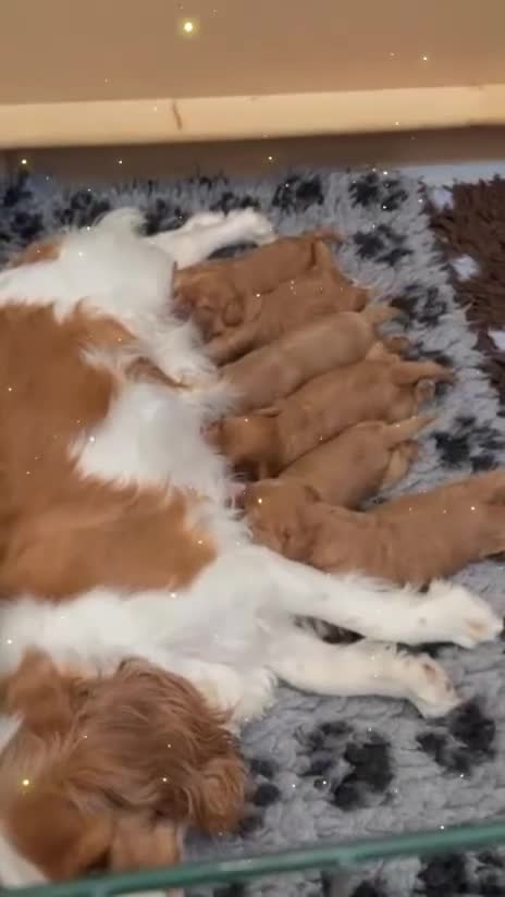 Cavapoo dogs for sale: Health tested F1 Cavapoo puppies 🐶🥰 - Video 1