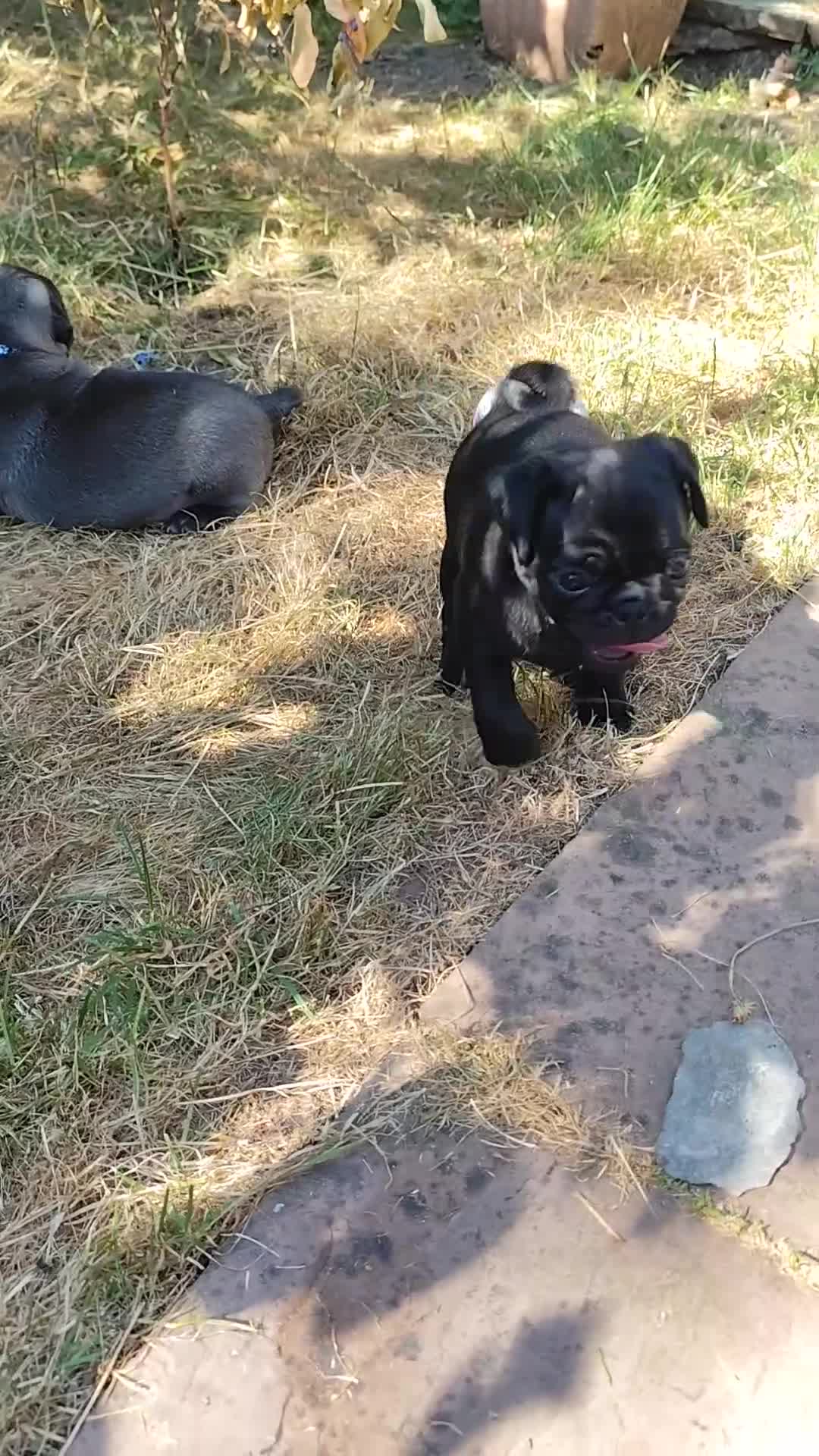 Pug dogs for sale: Pug puppies for sale - Video 5