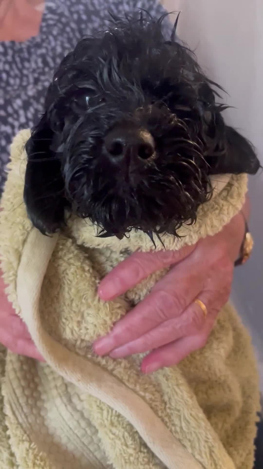 Cockapoo dogs for sale: Cockapoo puppies - Video 4