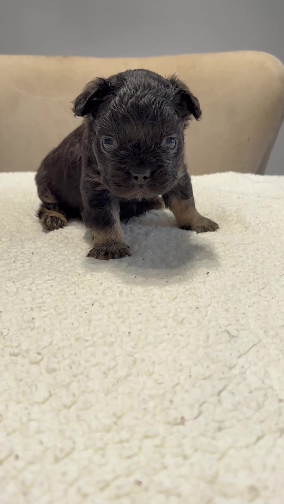 French Bulldog dogs for sale: Full fluffy French bulldogs  - Video 2