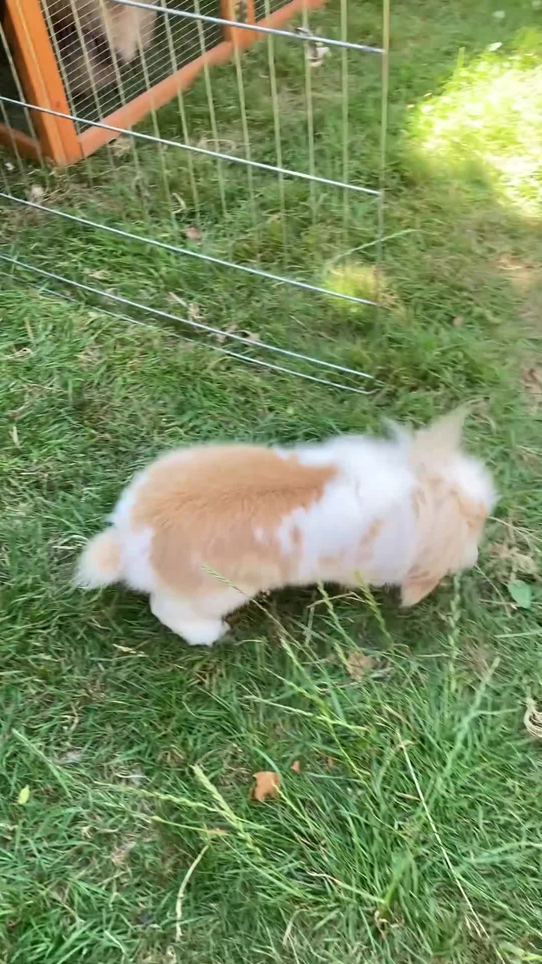 Mini Lop rabbits for sale: Chocolate Tort Butterfly Lion Lop  - Video 1