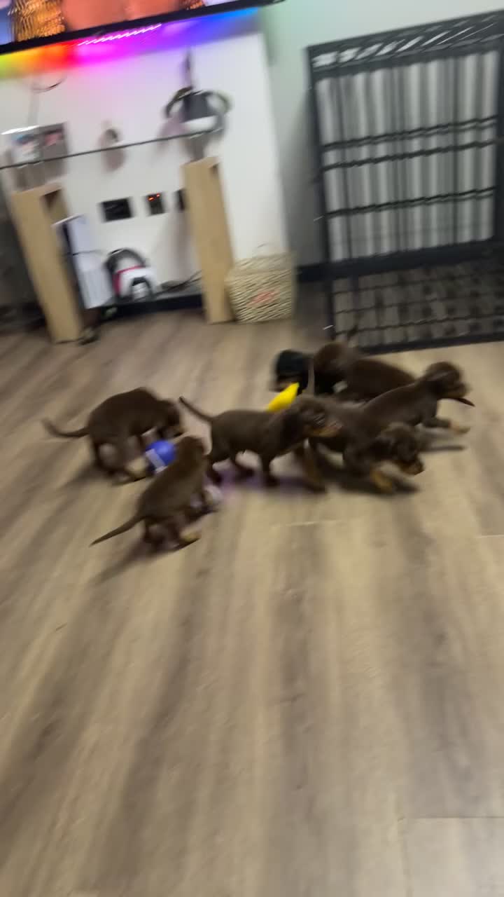 Dobermann dogs for sale: Doberman puppies  - Video 4