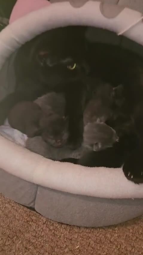 Mixed Breed cats for sale: Babies - Video 1