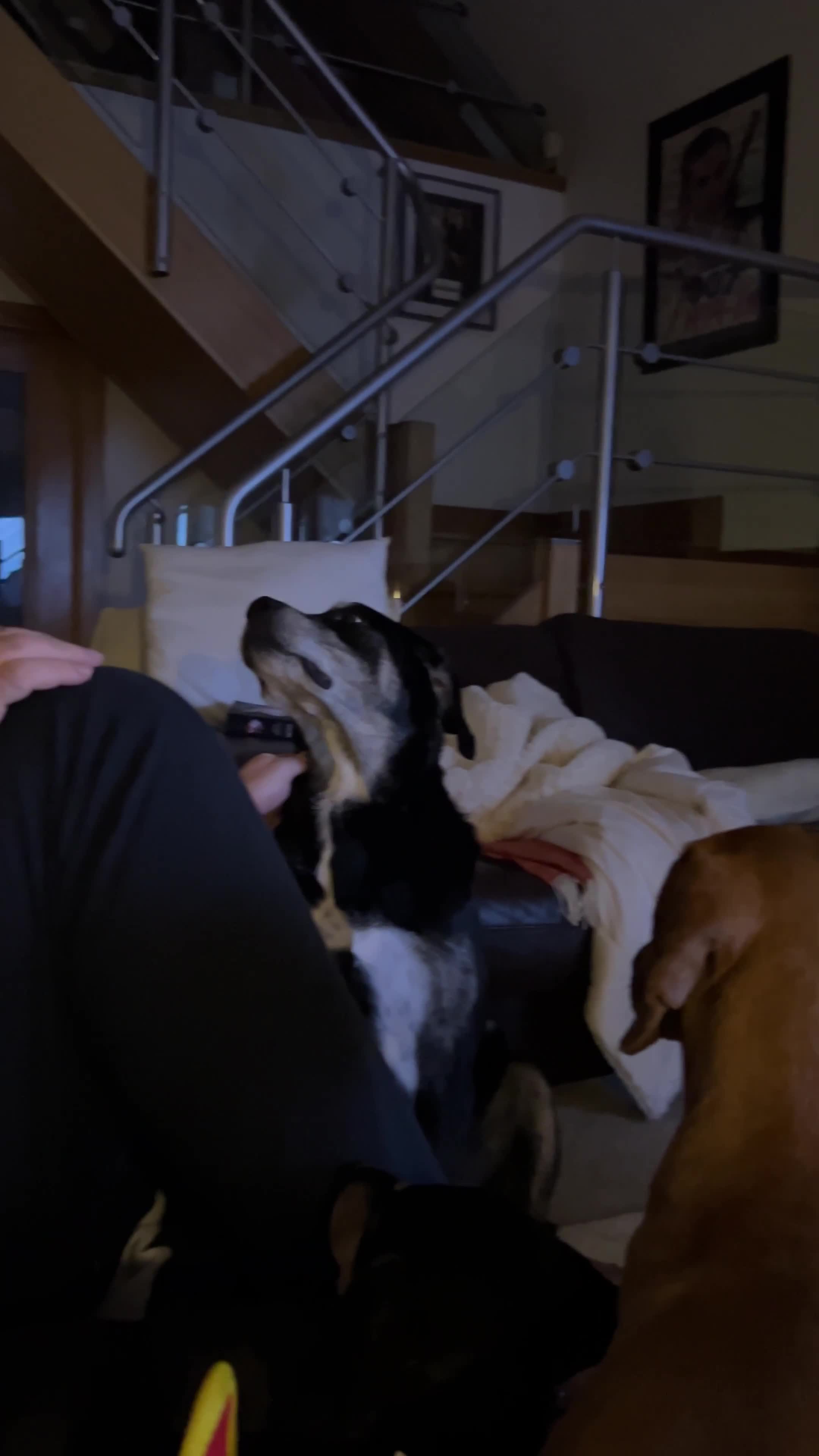 Mixed Breed dogs for sale: Tieka 9yr Old Lab Mix Looking for Forever Home - Video 2