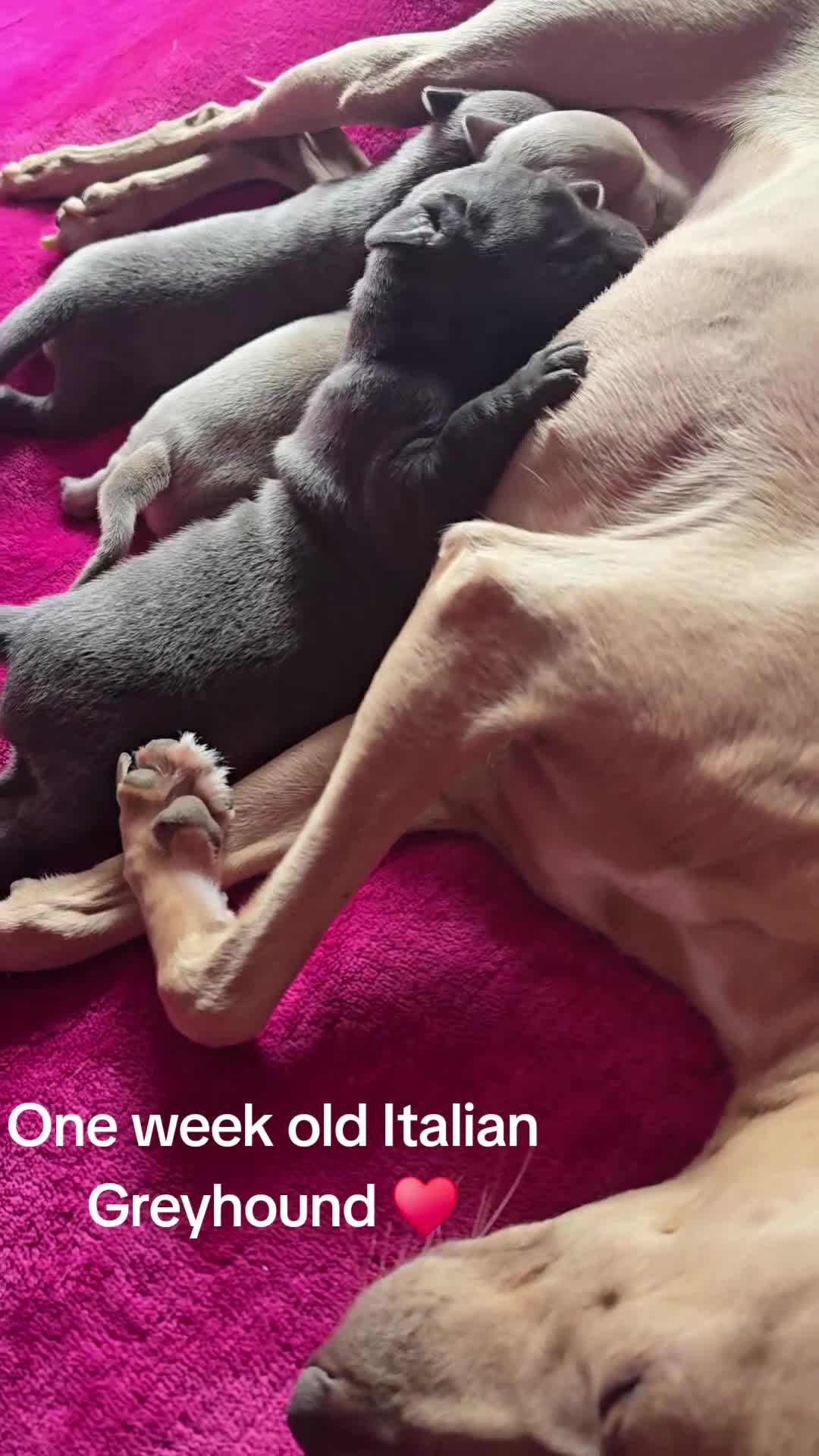 Italian Greyhound dogs for sale: KC regist. Beautiful Italian Greyhound  - Video 1