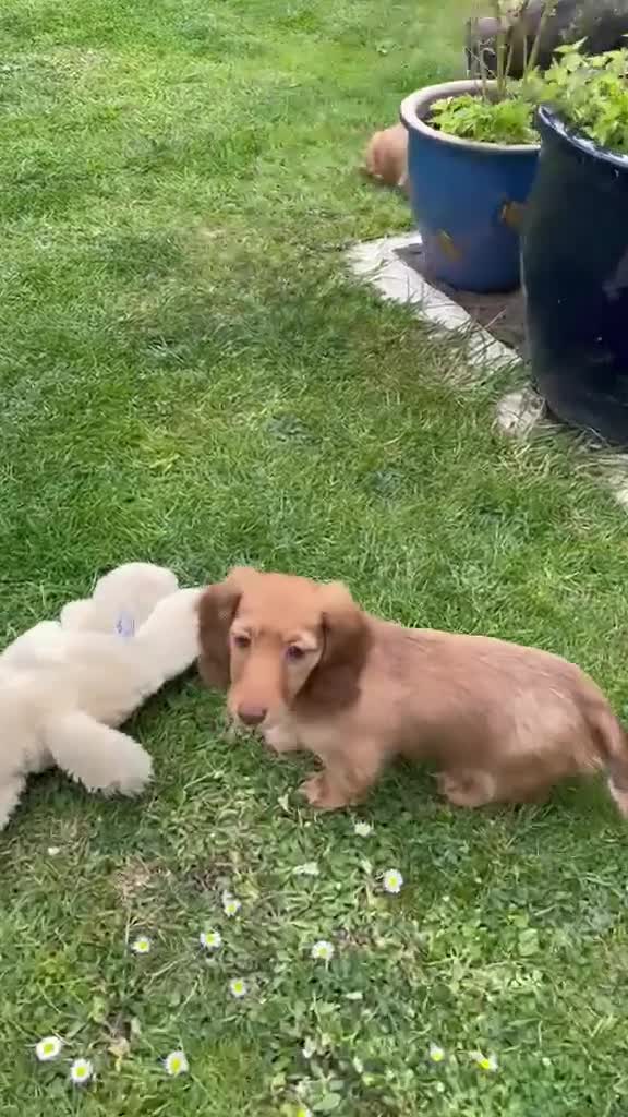 Dachshund dogs for sale: Last 2 Miniature longhaired dachshund Puppies - Video 1