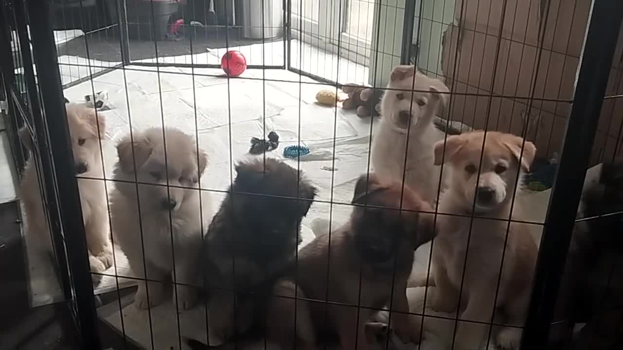 Mixed Breed dogs for sale: Northern Inuit X gsd pups💛💚 available now  - Video 2