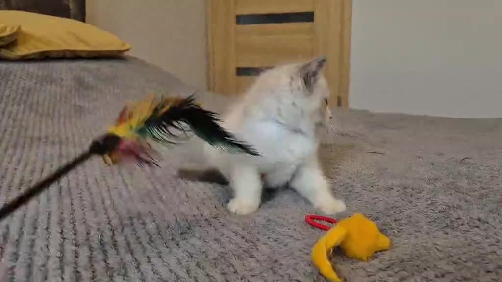 Ragdoll cats for sale: 1 Male Tica Registered Available. Ready Now - Video 1