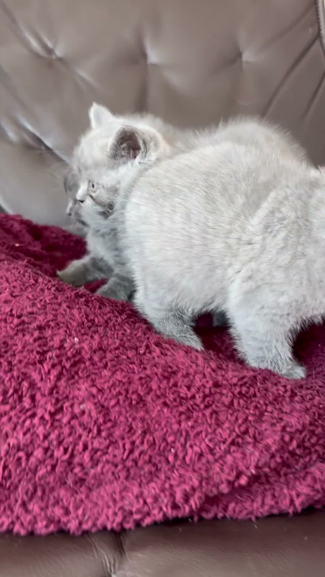 British Shorthair cats for sale: Pure-breed British Shorthair Kittens - Video 2