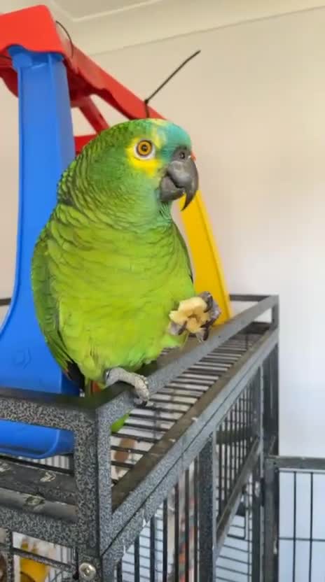 Parrots birds for sale: Blue fronted Amazon parrot in Uxbridge - Video 4