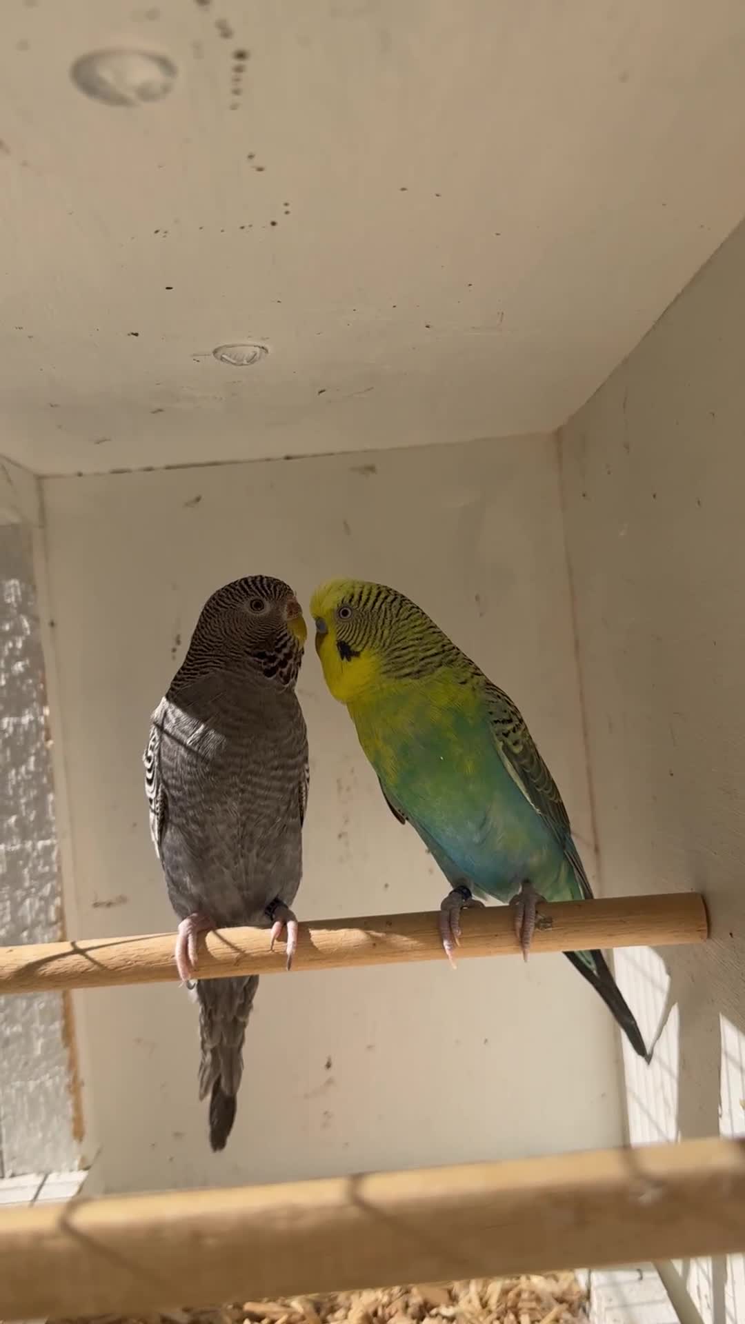 Budgerigars birds for sale: Rare budgies breeding pairs  - Video 1