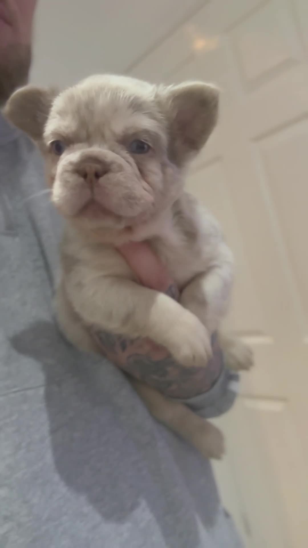French Bulldog dogs for sale: RARE FLUFFY FRENCHIES! LAST 3 LEFT!!!! - Video 3