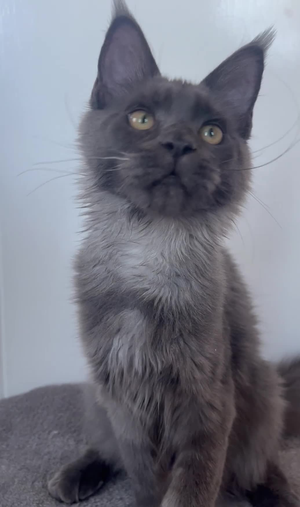 Maine Coon cats for sale: Female girl Maine coon kitten ready  blue smoke - Video 1
