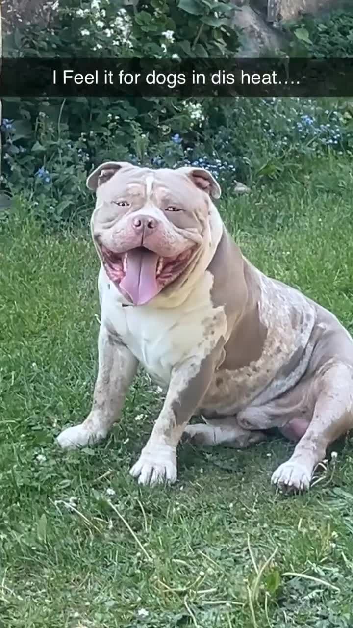 American Bully dogs for stud: Beautiful STUD - Video 1