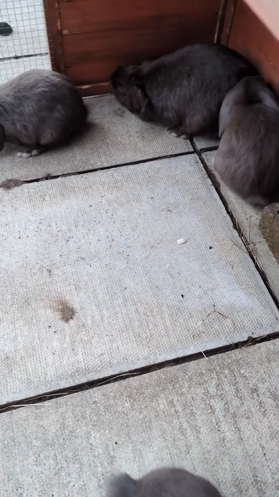 Mini Lop rabbits for sale: *RESERVED* 1 baby mini lop buck  - Video 1