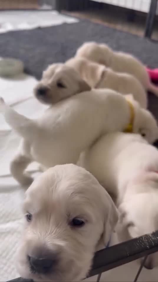 Golden Retriever dogs for sale: Golden Retrievers Seeking Forever Homes - Video 1