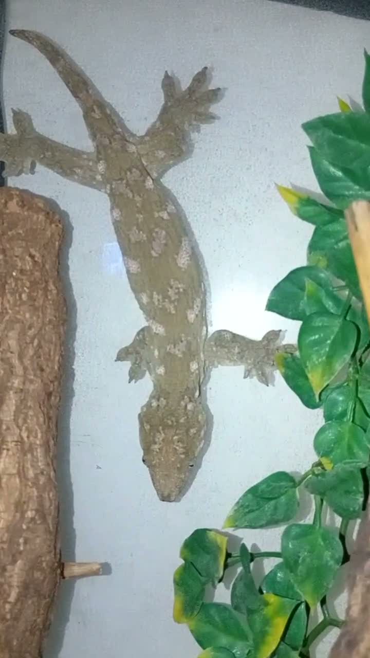 Gecko reptiles for sale: Amazing female leachie with setup for sale - Video 2