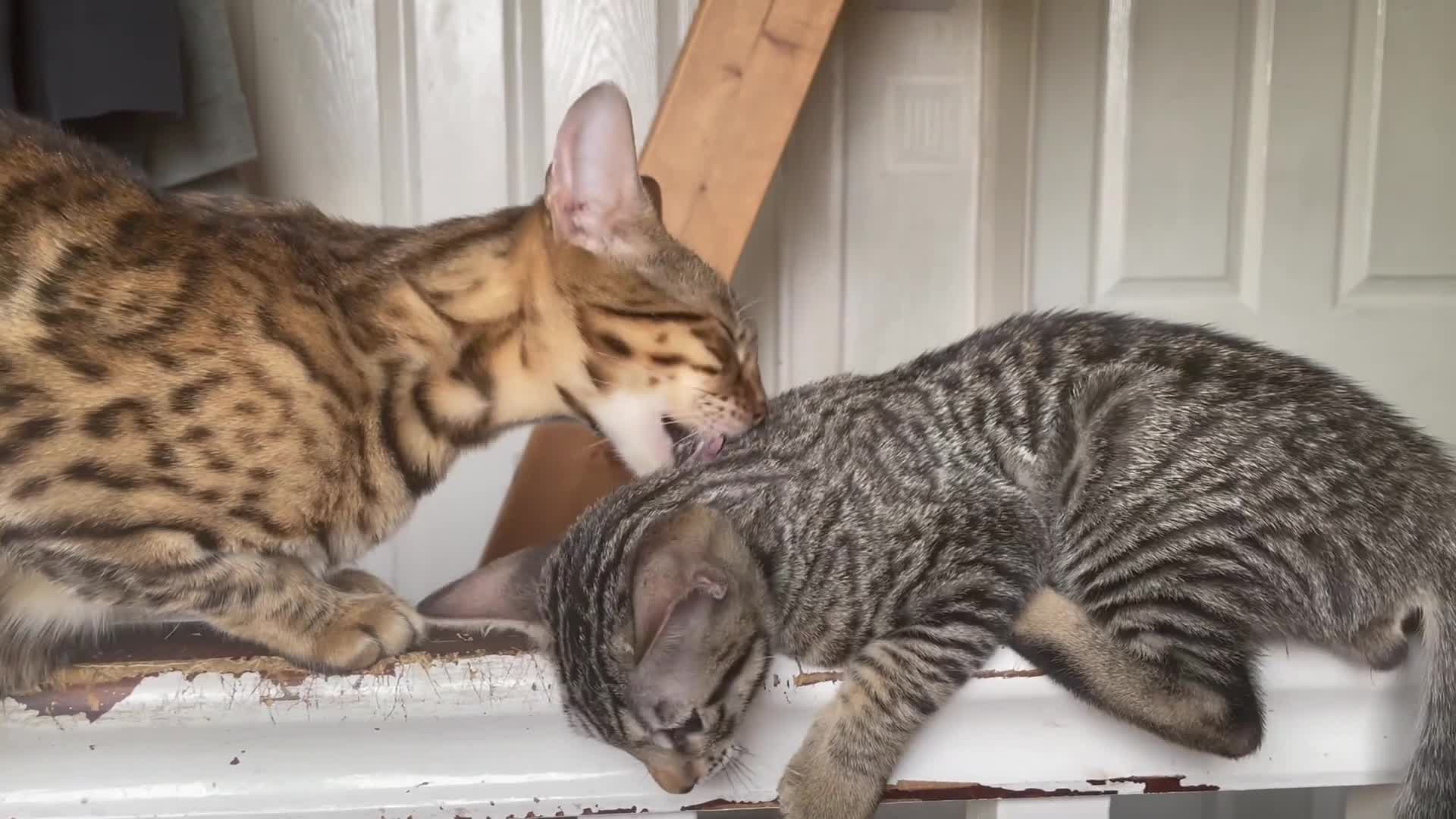Bengal cats for sale: ♥️IAM ❤️WATCH ALL MY VIDEOS👀FOR MUMMY OR DADDY ❤️ - Video 1