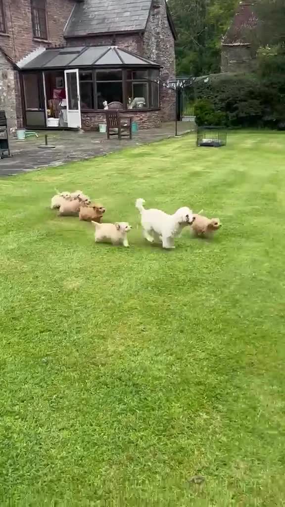 Poochon dogs for sale: Gorgeous F1 Poochon puppies  - Video 1