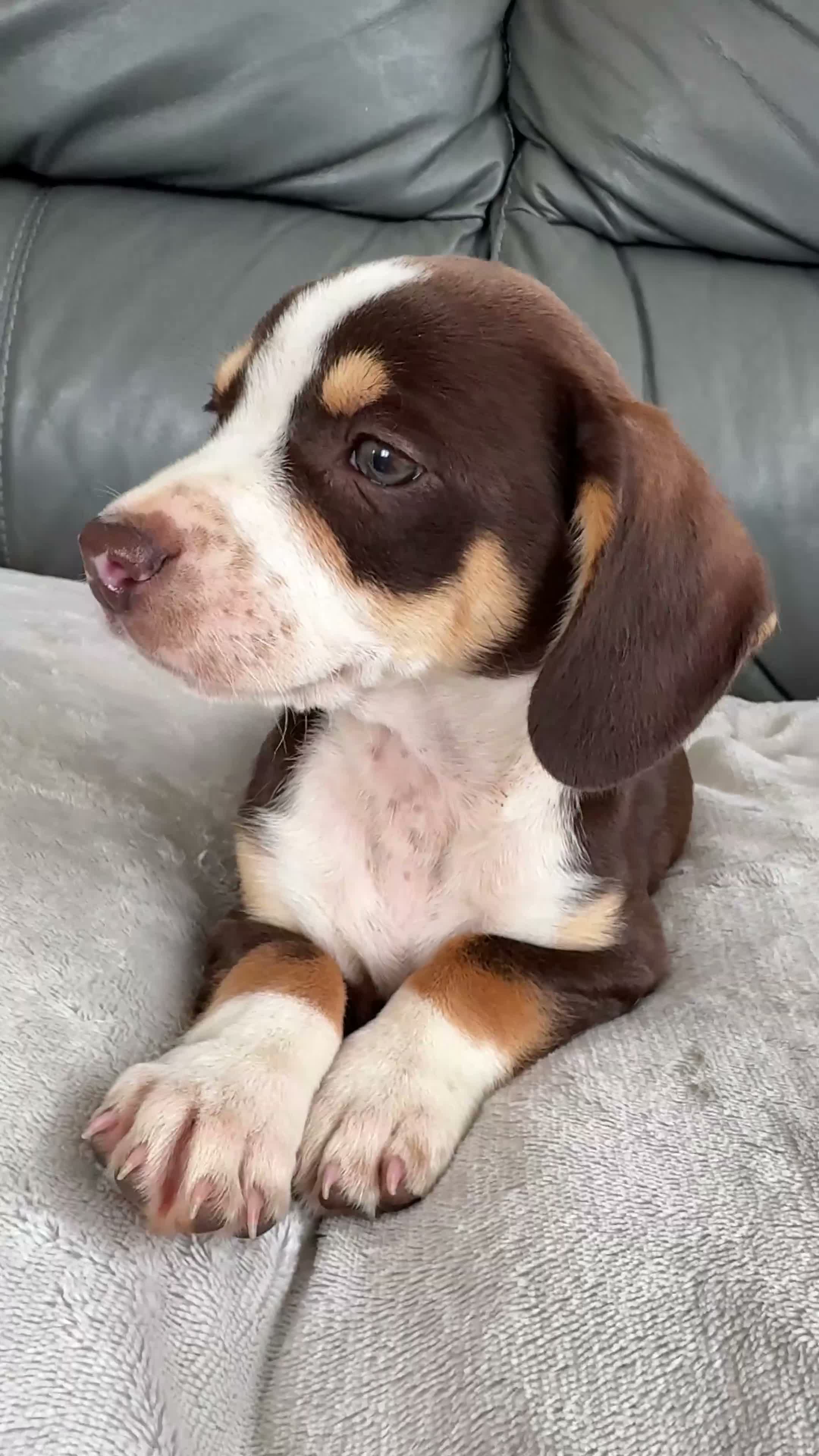 Mixed Breed dogs for sale: CHI SPANIEL PUPPIES READY 5th SEP - Video 2