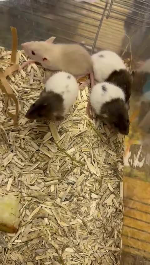 Rat rodents for sale: Beautiful baby rats, full size and dwarf for sale. - Video 4