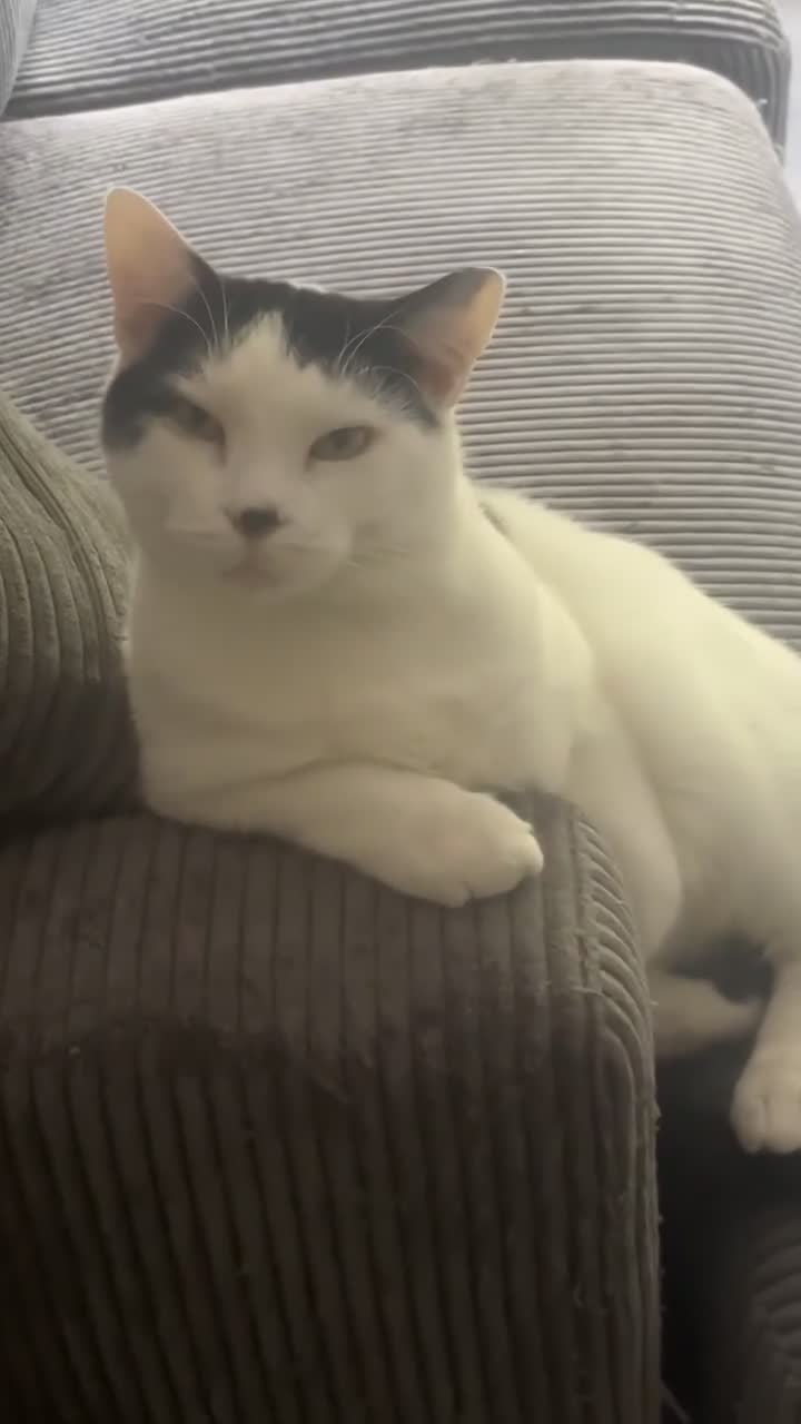 Mixed Breed cats for sale:  **   in Northwich - Video 1