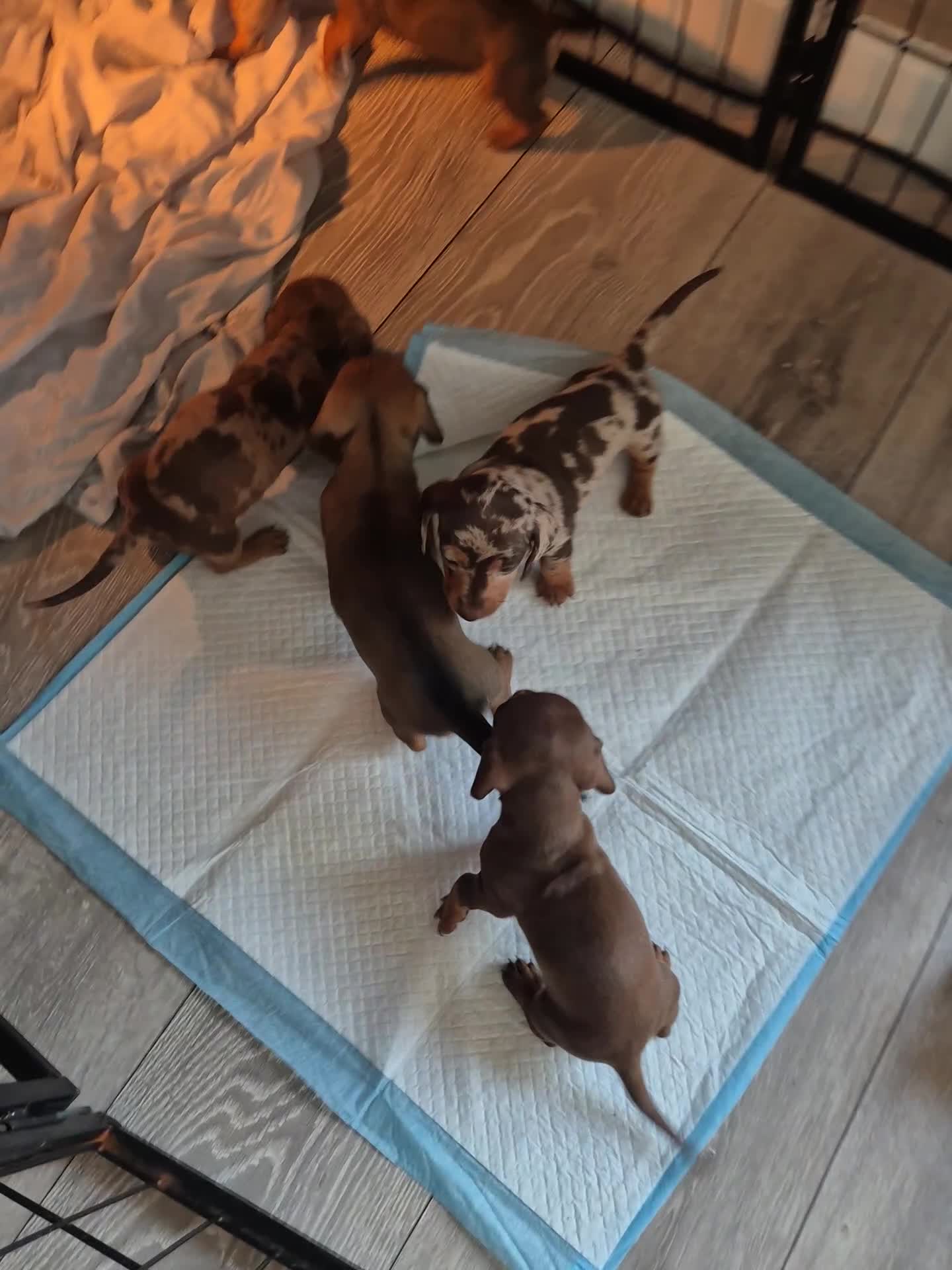 Miniature Dachshund dogs for sale: Looking for their forever 🏡 - Video 1