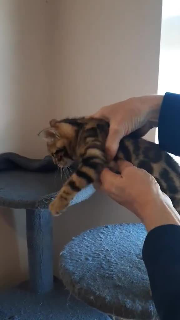 Bengal cats for sale: Absolutely Stunning litter, TICA reg Bengal Cubs  - Video 1
