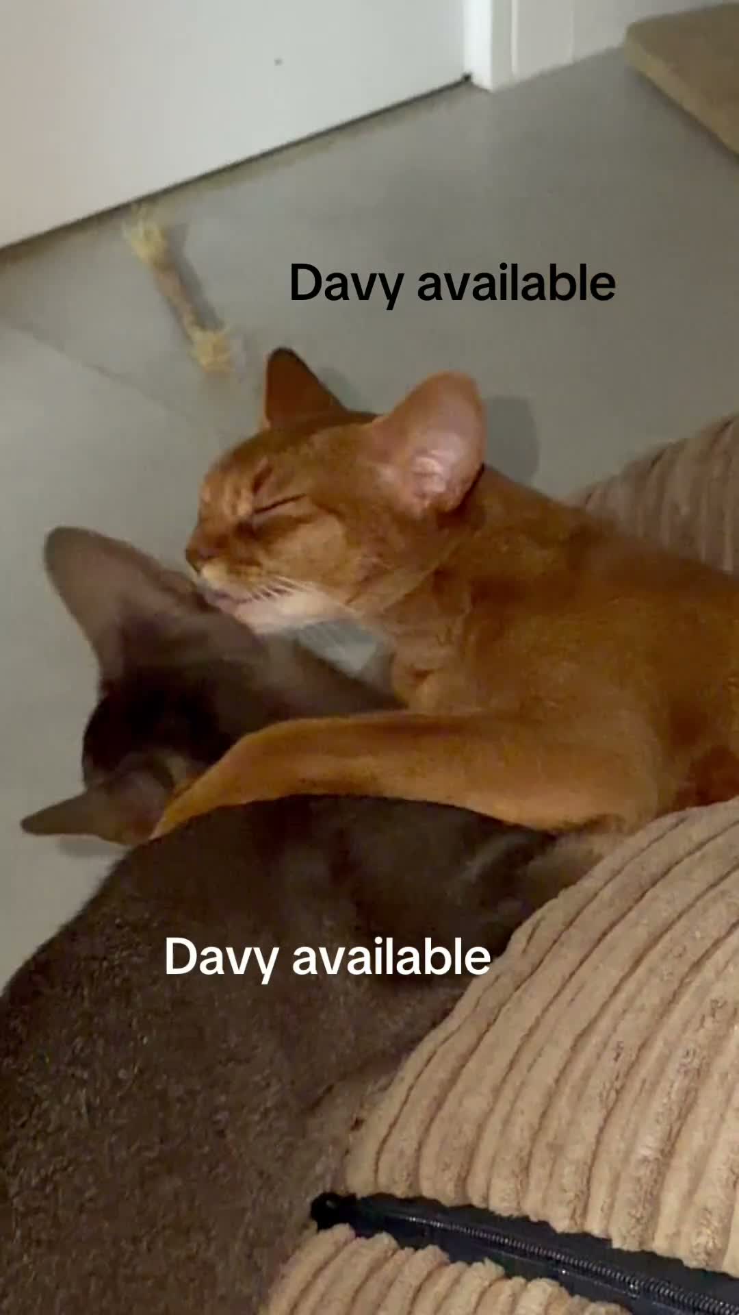 Abyssinian cats for sale: Last lovely boy😻 - Video 2