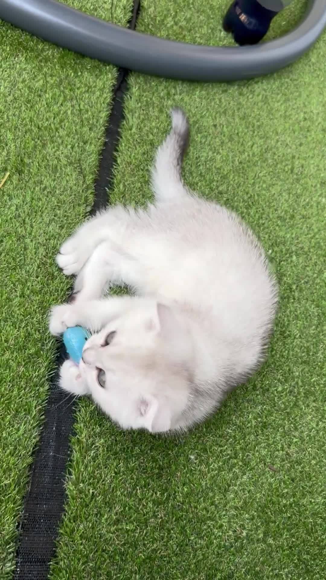 Scottish Fold cats for sale: 🐱 One boy left 🐱 Open for offers ❤️ - Video 1