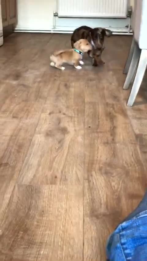 Mixed Breed dogs for sale: 💛Dorgi Puppies🤎 - Video 1