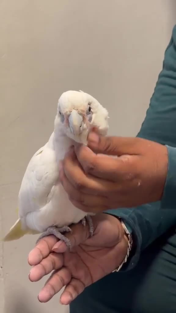Parrots birds for sale: Tame beared eye cockatoo - Video 1