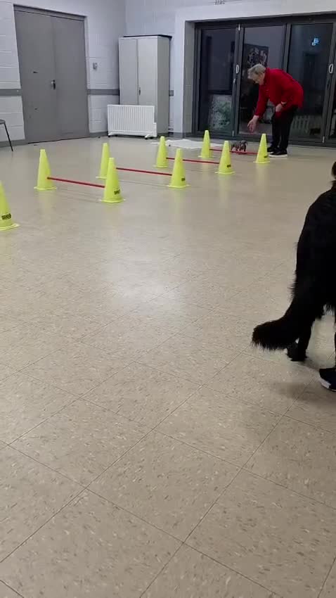 Miniature Dachshund dogs for sale: Wonderfully Natured miniature Dachshund for sale in Brighton - Video 1