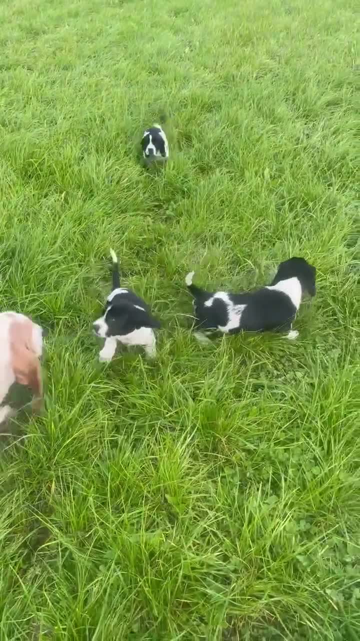 Mixed Breed dogs for sale: Beautiful Springbatts - Video 1