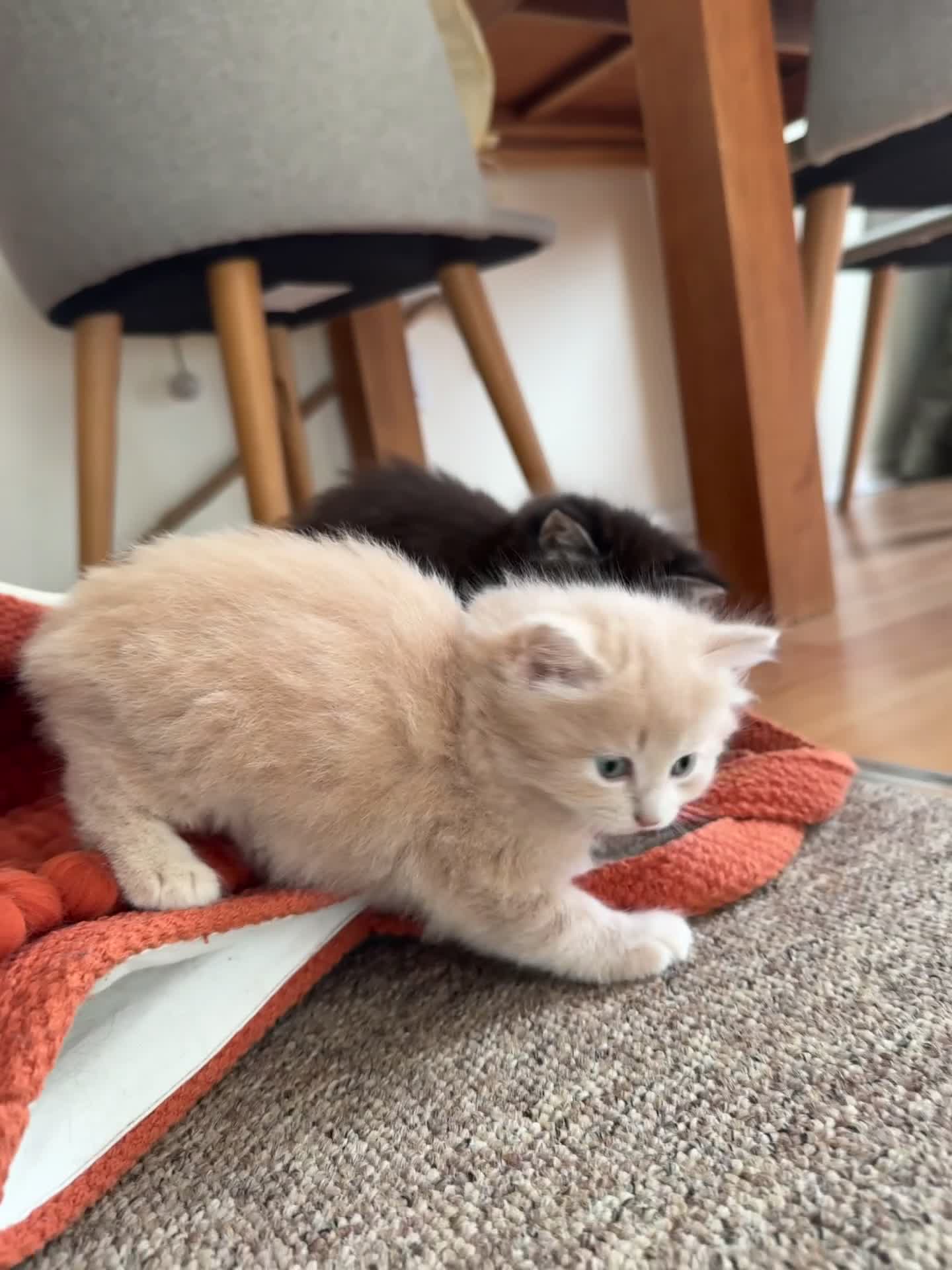 British Longhair cats for sale: Beautiful British longhair kittens - Video 1