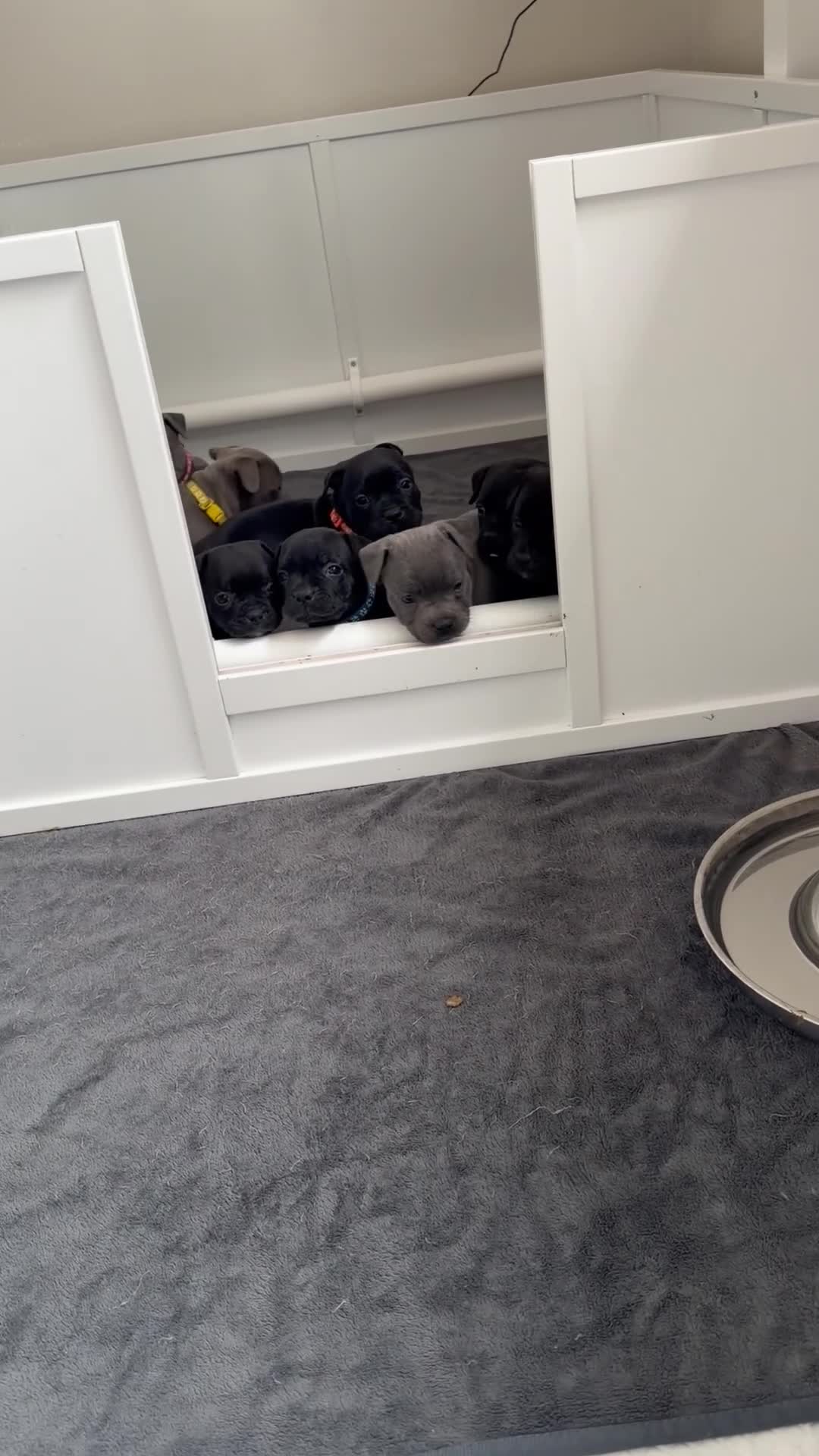 Staffordshire Bull Terrier dogs for sale: 🏅🏆 GRAND CHAMPION YOSHI SIRED STAFFY BOYS - Video 1