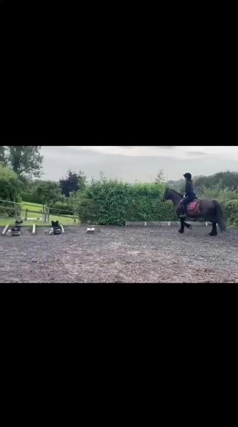 Fell horses for sale: Raven, 14h black Fell x Tb gelding in Matlock - Video 3