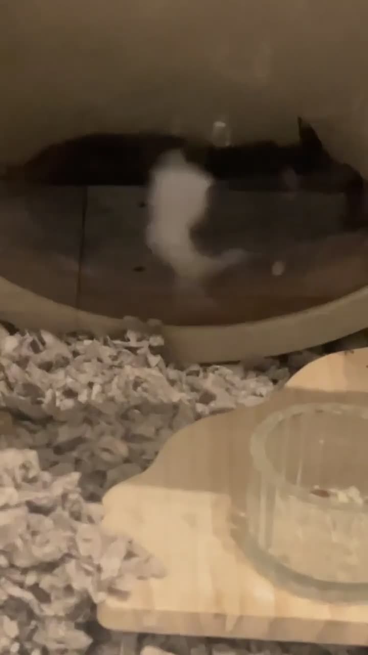 Hamster rodents for sale: black and white syrian hamster - Video 1